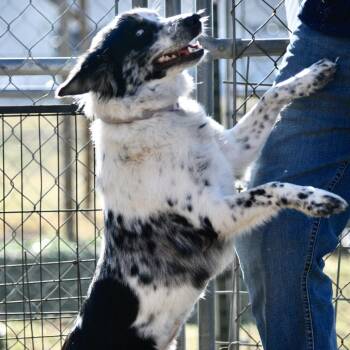 Australian Shepherd and Border Collie Dogs Available for Adoption - Speckles | PetCurious