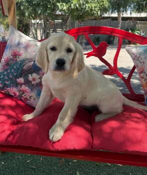 Angel -  Labrador Retriever Dog for Adoption in Temecula, California - Angel | PetCurious