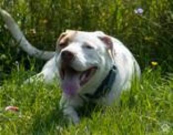 Wafer -  Pit Bull Terrier Dog for Adoption in Potsdam, New York - Wafer | PetCurious