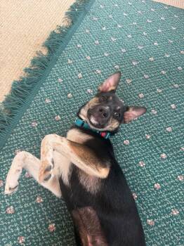 Chihuahua and German Shepherd Dog Dogs Available for Adoption in New London, Wisconsin - Missy | PetCurious