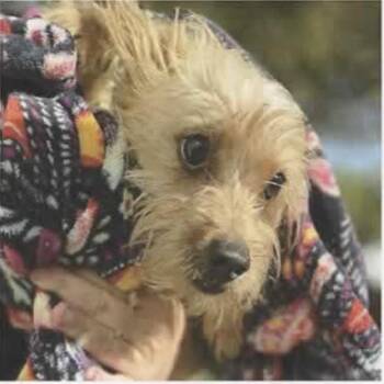 Shawn -  Terrier and Mixed Breed Dog for Adoption in San Antonio, Texas - Shawn | PetCurious
