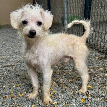 Poncho -  Terrier Dog for Adoption in Oakland, California - Poncho | PetCurious