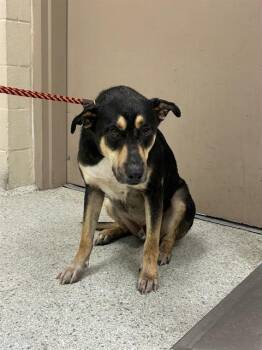 Rottweiler and Mixed Breed Dogs Available for Adoption in Conroe, Texas - A427615 | PetCurious