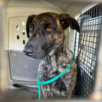 Terrier and Mixed Breed Dogs Available for Adoption in Montgomery, Alabama - Daisey-Mae | PetCurious