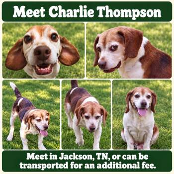 Charlie Thompson -  Beagle and Jack Russell Terrier Dog for Adoption in Jackson, Tennessee - Charlie Thompson | PetCurious