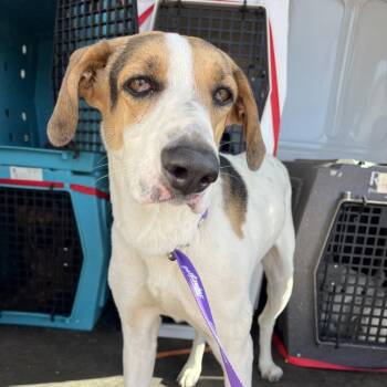 Bette Davis -  Mixed Breed Dog for Adoption in Moab, Utah - Bette Davis | PetCurious