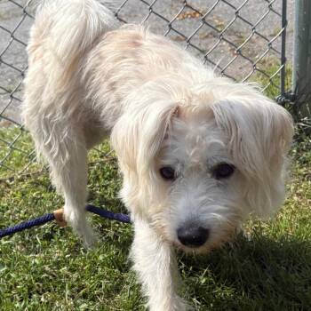 Curry -  Mixed Breed Dog for Adoption in East Hanover, New Jersey - Curry | PetCurious