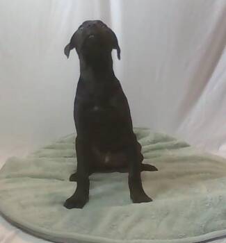 Pooh -  Mixed Breed Dog for Adoption in Georgetown, South Carolina - Pooh | PetCurious