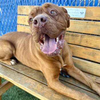 Dogue De Bordeaux Dogs Available for Adoption - ChewBarka | PetCurious