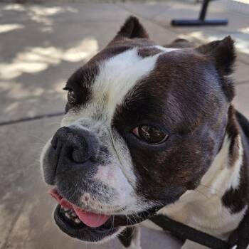 Serena -  French Bulldog and Boston Terrier Dog for Adoption in San Pablo, California - Serena | PetCurious