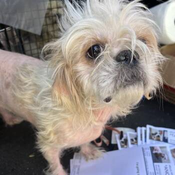 SAIL -  Shih Tzu and Mixed Breed Dog for Adoption in Richmond, California - SAIL | PetCurious