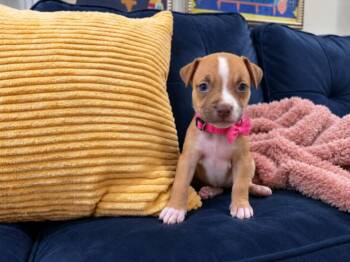 Winnie Rory Chica -  Pit Bull Terrier and American Staffordshire Terrier Dog for Adoption in Friendswood, Texas - Winnie Rory Chica | PetCurious