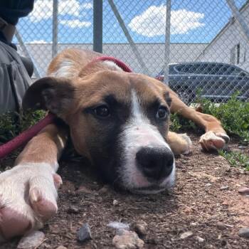 Ariel -  Terrier Dog for Adoption in Newark, New Jersey - Ariel | PetCurious