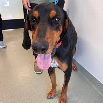 Copper -  Coonhound and Doberman Pinscher Dog for Adoption in Abilene, Texas - Copper | PetCurious
