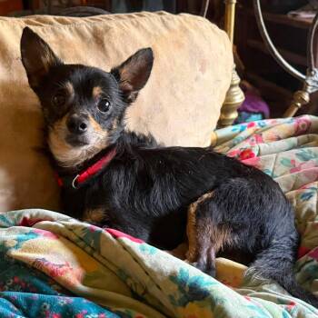Chester -  Mixed Breed and Chihuahua Dog for Adoption in Madison, Wisconsin - Chester | PetCurious