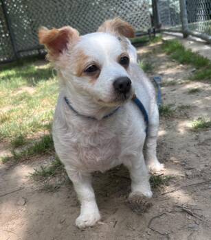 James -  Chihuahua and Spaniel Dog for Adoption in Fall River, Massachusetts - James | PetCurious