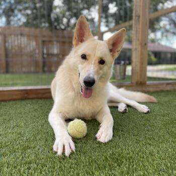 Simba 0795 -  German Shepherd Dog and Mixed Breed Dog for Adoption in Loxahatchee Groves, Florida - Simba 0795 | PetCurious