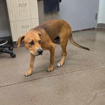 Marley -  Mixed Breed Dog for Adoption in Chattanooga, Tennessee - Marley | PetCurious