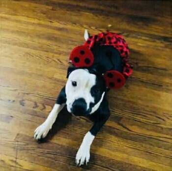 Kaiya: Adopt or Forever Foster -  Pit Bull Terrier Dog for Adoption in Rochester, New York - Kaiya: Adopt Or Forever Foster | PetCurious