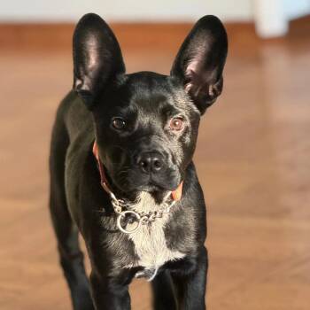 Ziggy -  Mixed Breed Dog for Adoption in San Francisco, California - Ziggy | PetCurious