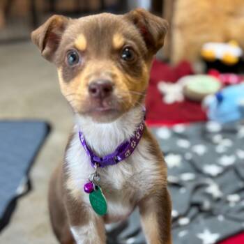 Mixed Breed Dogs Available for Adoption - Earth | PetCurious