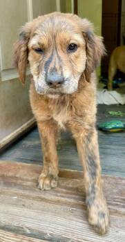 Brynn -  Labrador Retriever Dog Available for Adoption in Carmel Hamlet, New York - Brynn | PetCurious
