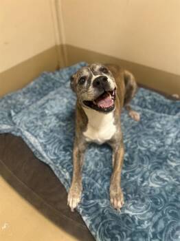 Pit Bull Terrier Dogs Available for Adoption - PERRIS LAKE | PetCurious