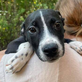 Rubble -  Mixed Breed Dog for Adoption in Edwardsville, Illinois - Rubble | PetCurious