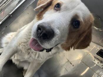 Mixed Breed Dogs Available for Adoption - SNOW | PetCurious