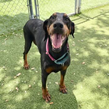 Cleo 3587 -  Doberman Pinscher Dog for Adoption in Oakland Park, Florida - Cleo 3587 | PetCurious