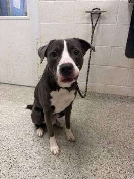 Ace -  Pit Bull Terrier and Mixed Breed Dog Available for Adoption in Kansas City, Missouri - Ace | PetCurious