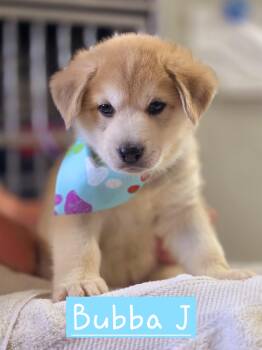 Bubba J -  Siberian Husky and German Shepherd Dog Dog for Adoption in Walthill, Nebraska - Bubba J | PetCurious