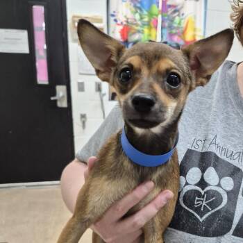 Oliver -  Chihuahua and Mixed Breed Dog for Adoption in Ardmore, Oklahoma - Oliver | PetCurious