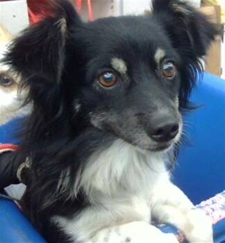 OLIVE -  Mixed Breed Dog for Adoption in Dallas, Texas - OLIVE | PetCurious