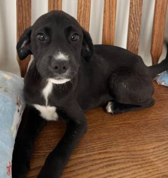 Mixed Breed Dogs Available for Adoption - Delilah | PetCurious