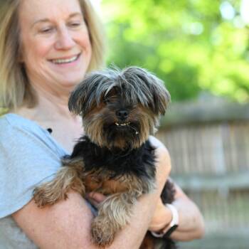 Yorkshire Terrier Dogs Available for Adoption in Chester Springs, Pennsylvania - Max | PetCurious