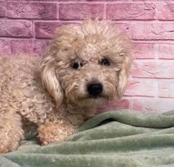 Jesse -  Poodle Dog for Adoption in Sedalia, Colorado - Jesse | PetCurious