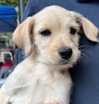 Penny (aka Fawn) -  Terrier and French Bulldog Dog for Adoption in Washington, District Of Columbia - Penny (aka Fawn) | PetCurious