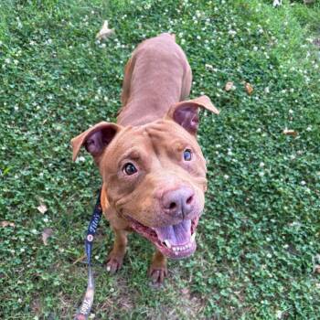 Obi -  Mixed Breed Dog for Adoption in Hampton Bays, New York - Obi | PetCurious