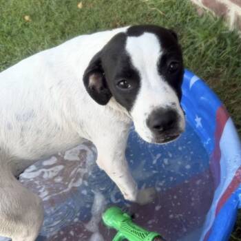 Remy -  Black Mouth Cur and American Bully Dog for Adoption in Long Beach, Mississippi - Remy | PetCurious