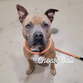 Cheese Ball -  Mixed Breed Dog for Adoption in Buchanan Dam, Texas - Cheese Ball | PetCurious