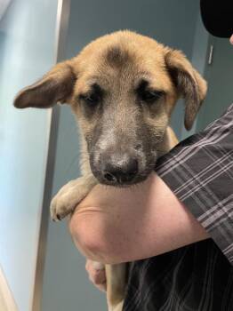 BEATRIX -  Hound and Mixed Breed Dog for Adoption in Newton, North Carolina - BEATRIX | PetCurious