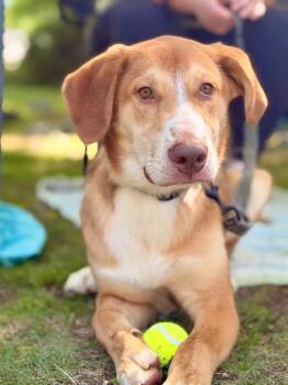 Rolo -  Greater Swiss Mountain Dog Dog for Adoption in Lindenhurst, New York - Rolo | PetCurious