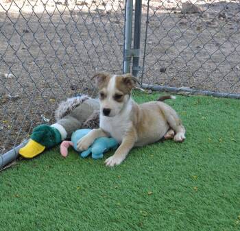 Labrador Retriever and Cattle Dog Dogs Available for Adoption in Apache Junction, Arizona - Funky | PetCurious