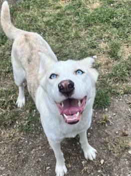 Rescue Husky and Catahoula Leopard Dog Dogs for Adoption in Chatsworth, Georgia - Skye | PetCurious