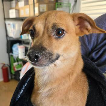 Cocoa -  Mixed Breed Dog for Adoption in Redwood Valley, California - Cocoa | PetCurious