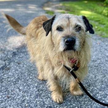 Ruth Anne -  Terrier and Mixed Breed Dog for Adoption in Cedarburg, Wisconsin - Ruth Anne | PetCurious