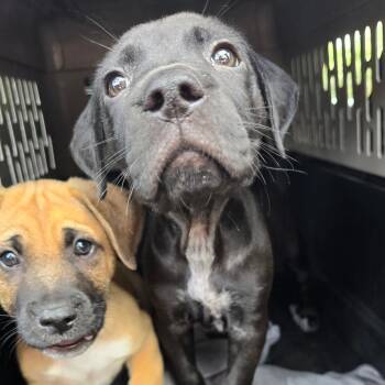 Jake -  Mixed Breed Dog for Adoption in Williston, Florida - Jake | PetCurious