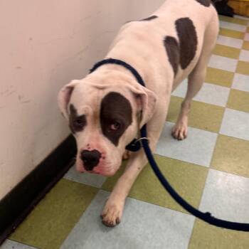 Cujo -  Pit Bull Terrier Dog for Adoption in Philadelphia, Pennsylvania - Cujo | PetCurious
