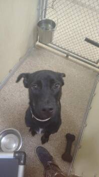 Buck -  Terrier Dog for Adoption in Great Bend, Kansas - Buck | PetCurious